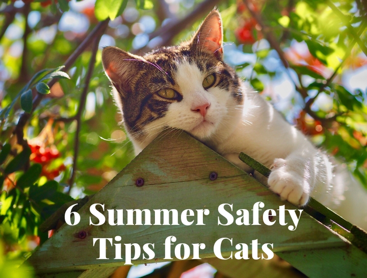6 Summer Safety Tips for Cats Cozy Cat Veterinary Hospital